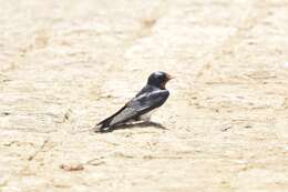 Image of Hirundo rustica gutturalis Scopoli 1786