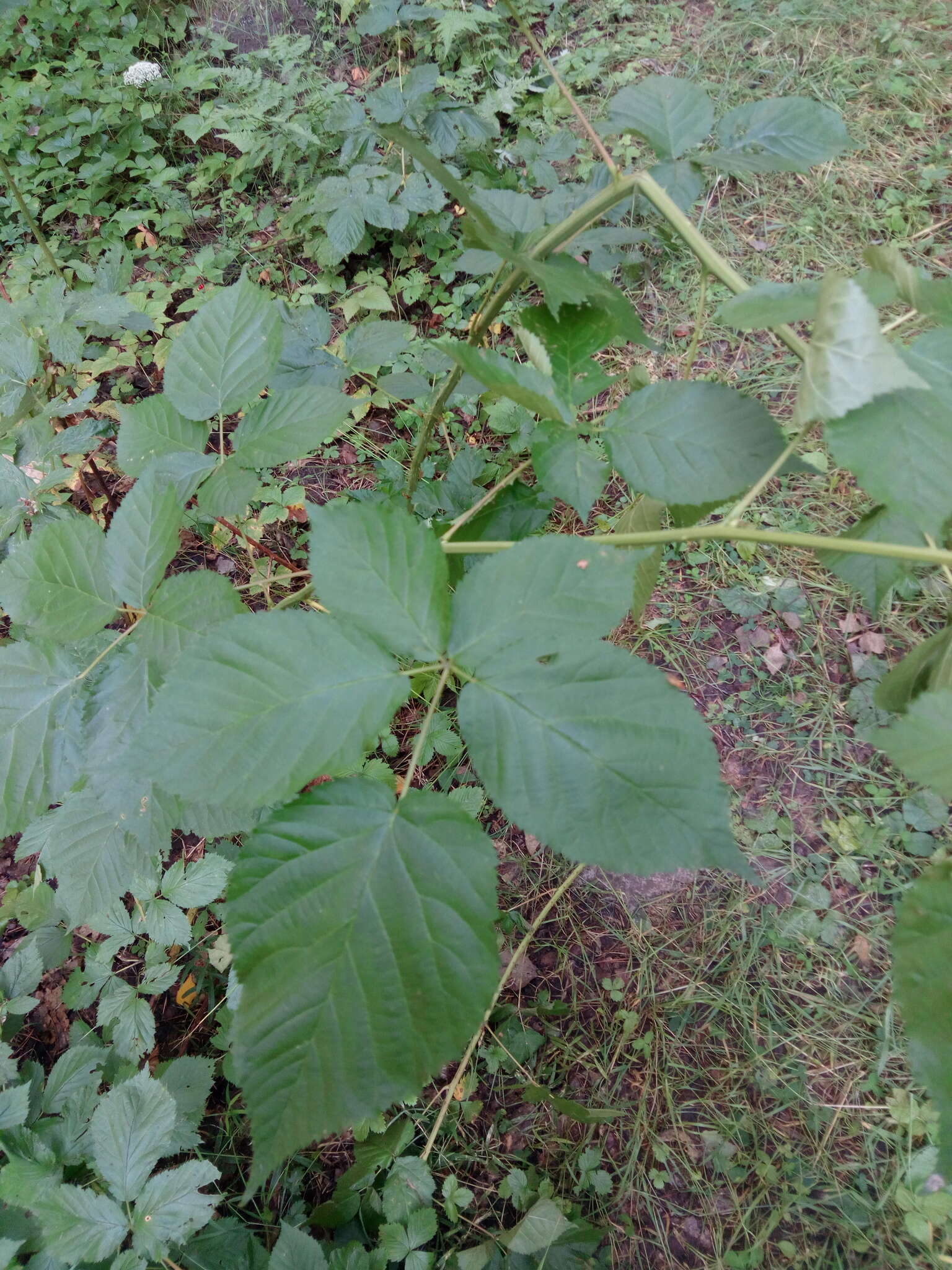 Image de Rubus polonicus Barr. ex Weston