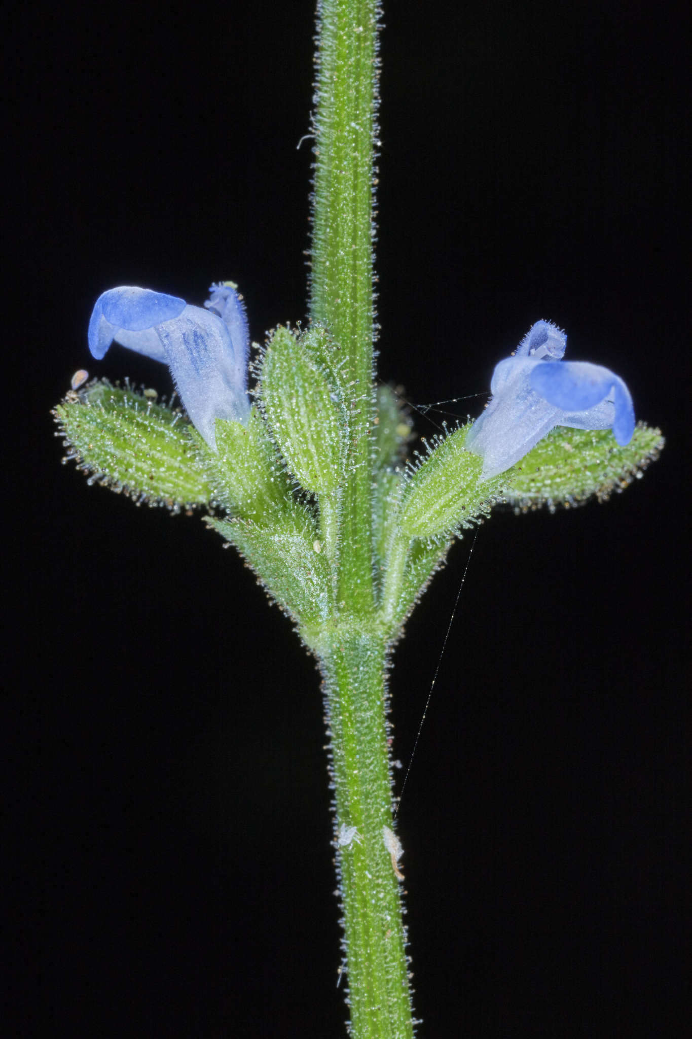 Image of West Indian sage