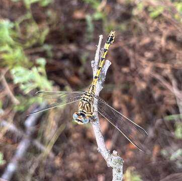 Image of Clubbed Talontail