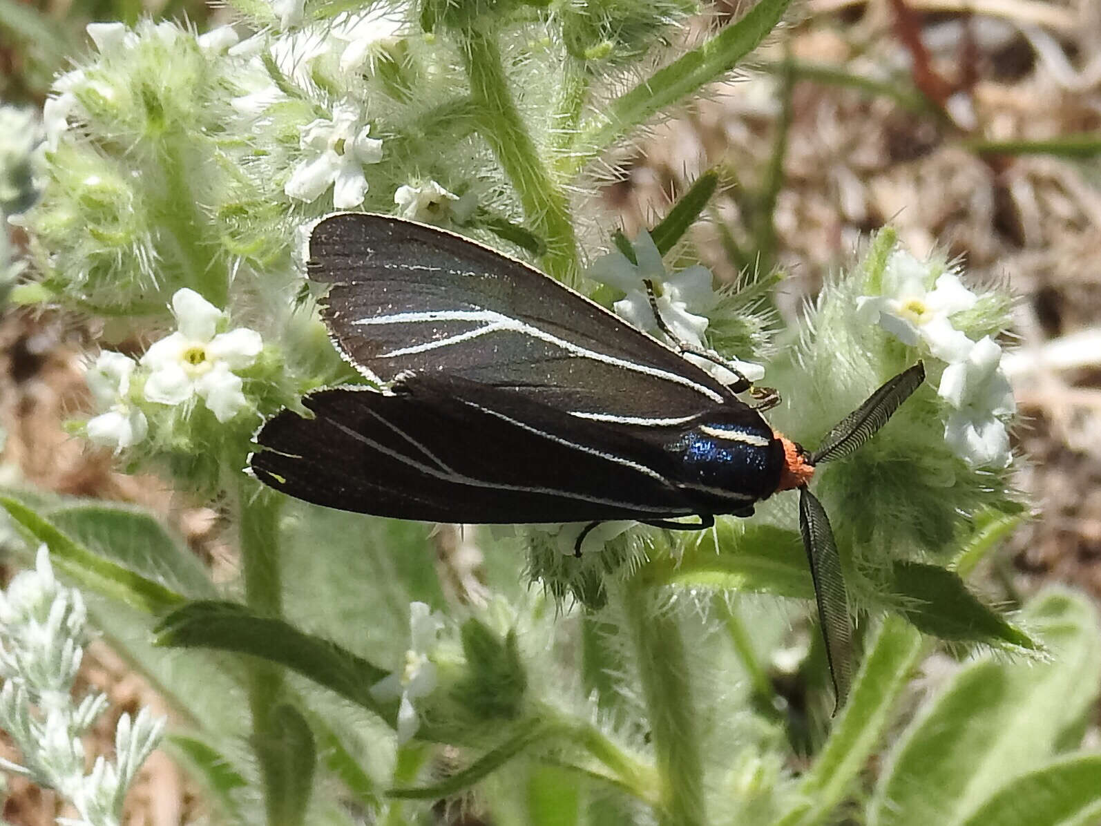 Imagem de Ctenucha venosa Walker 1854