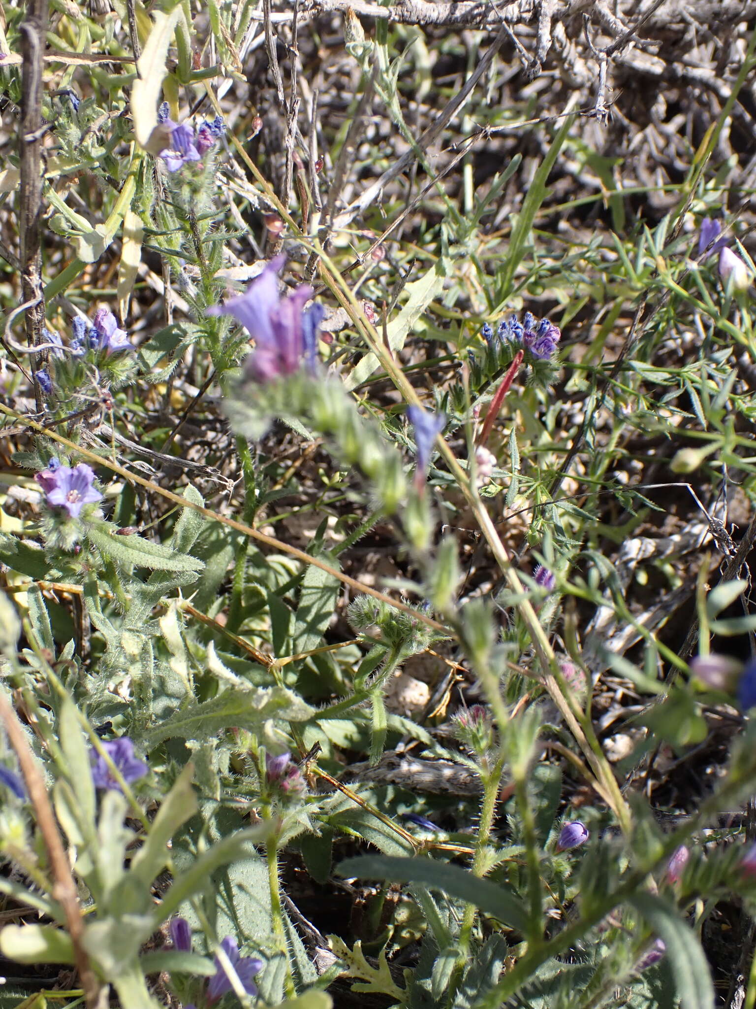 Echium bonnetii Coincy的圖片