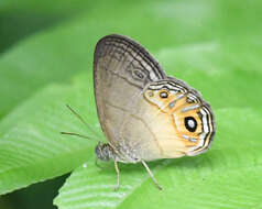 Image of Splendeuptychia boliviensis Forster 1964