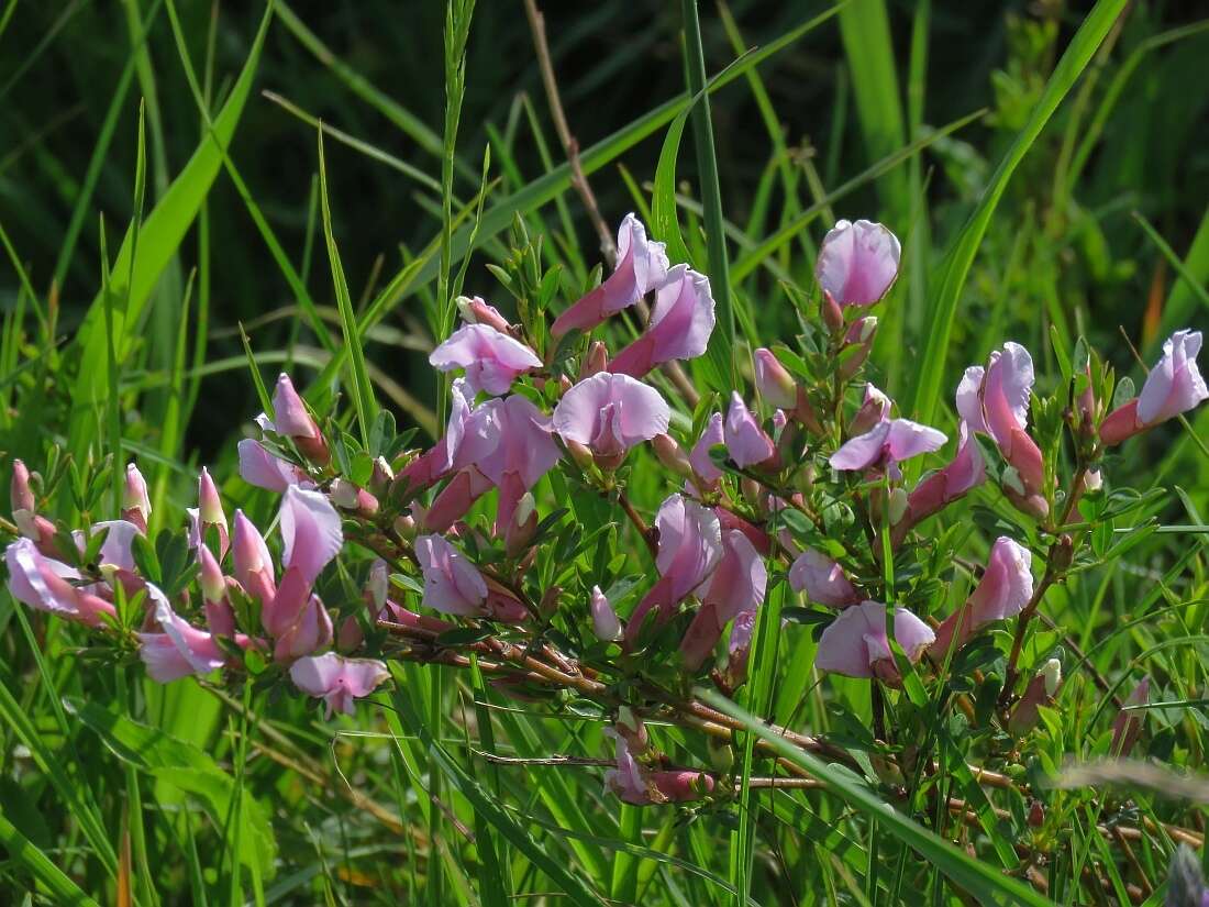 Cytisus purpureus Scop.的圖片