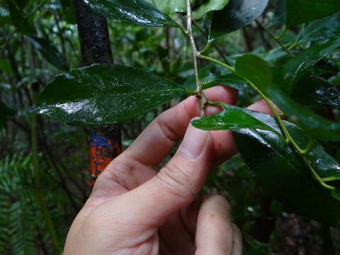 Image of Ilex uraiensis Yamam.