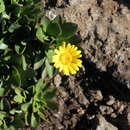 Image of Senecio cryptolanatus Killick