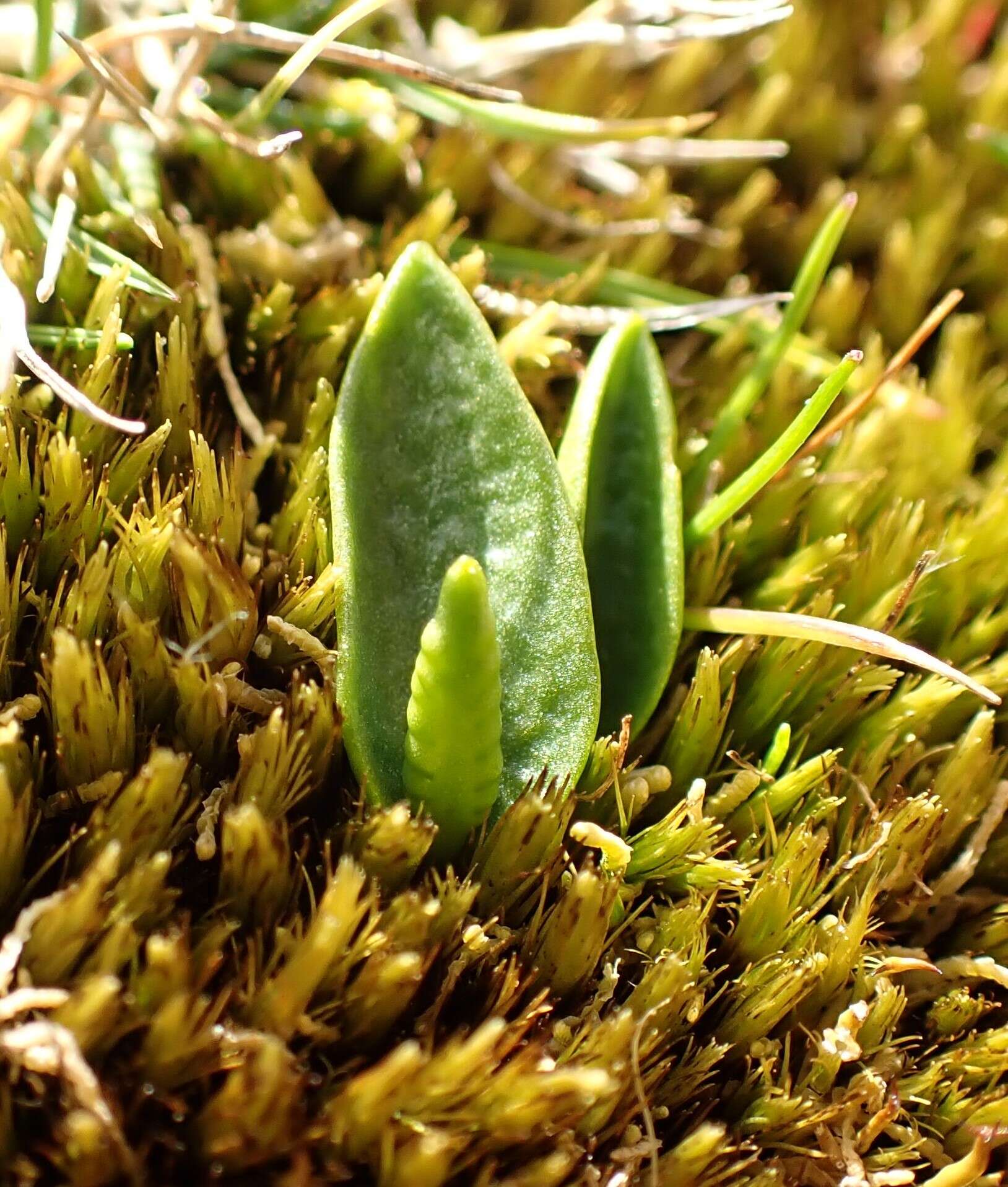 Слика од Ophioglossum lusitanicum L.