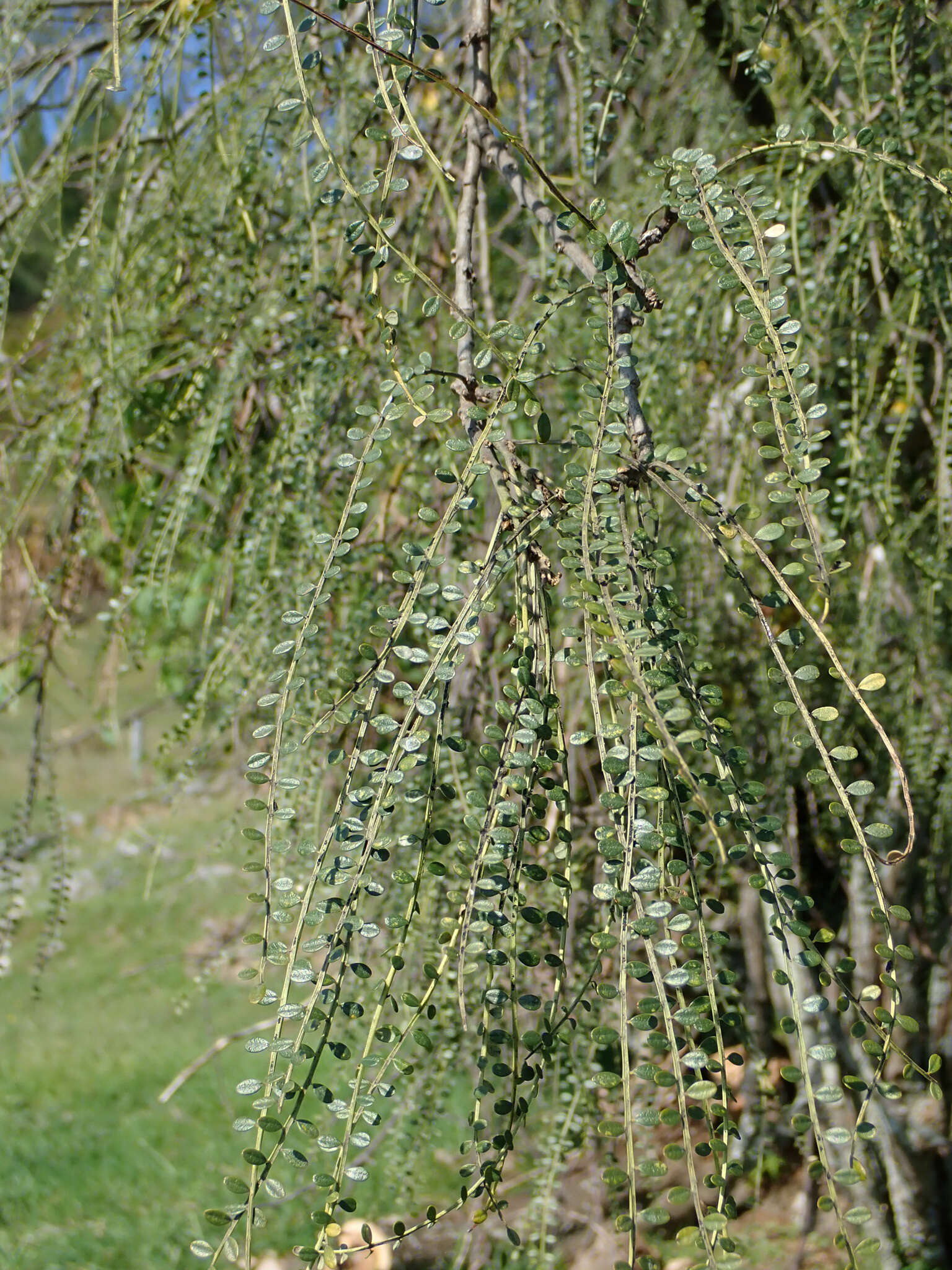 Image of Sophora microphylla var. longicarinata (G. Simpson) Allan