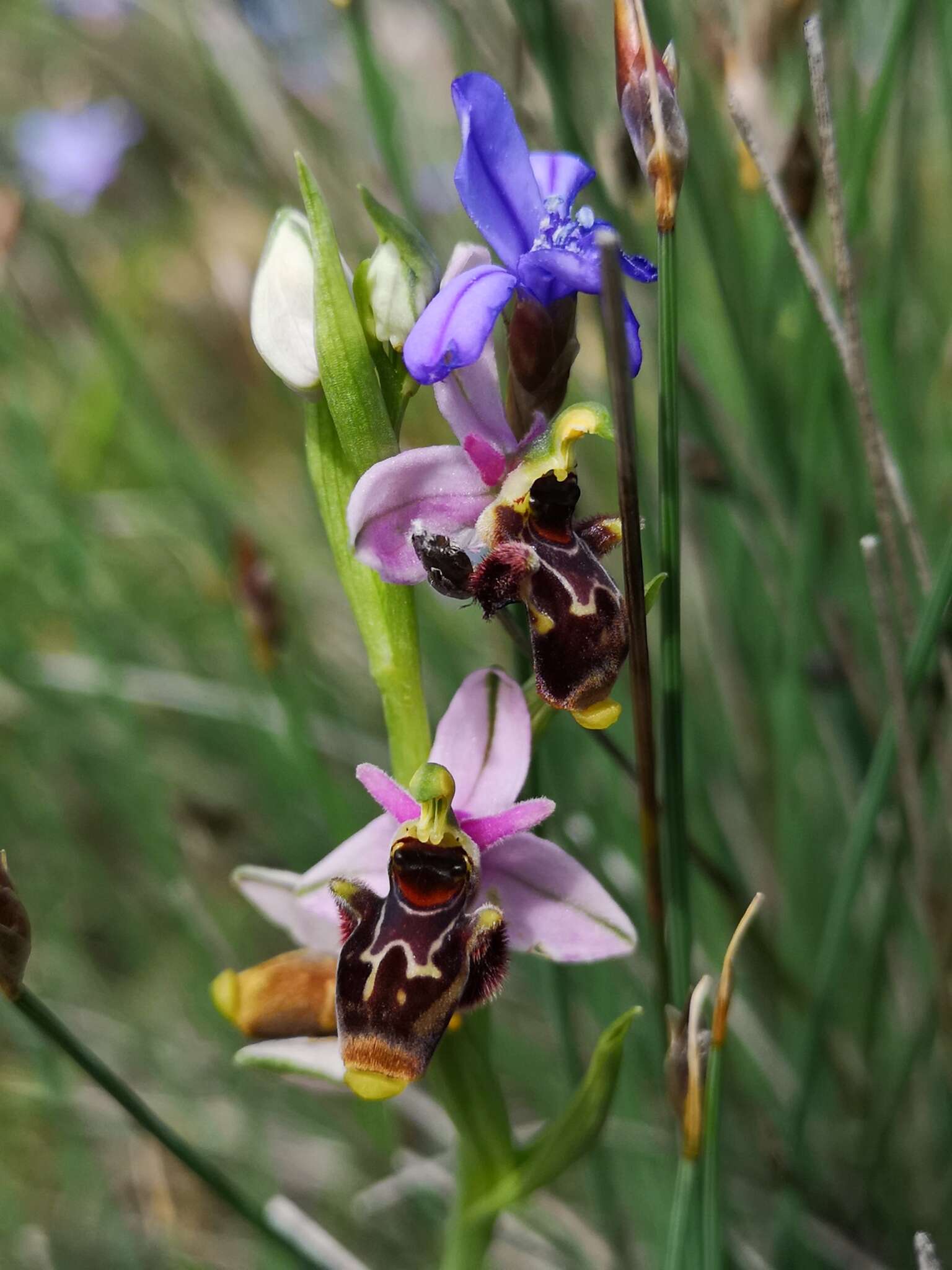 Image of Ophrys scolopax subsp. scolopax