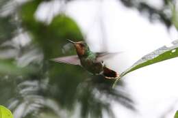 Lophornis magnificus (Vieillot 1817) resmi