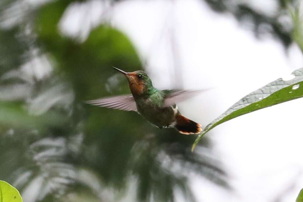 Lophornis magnificus (Vieillot 1817) resmi