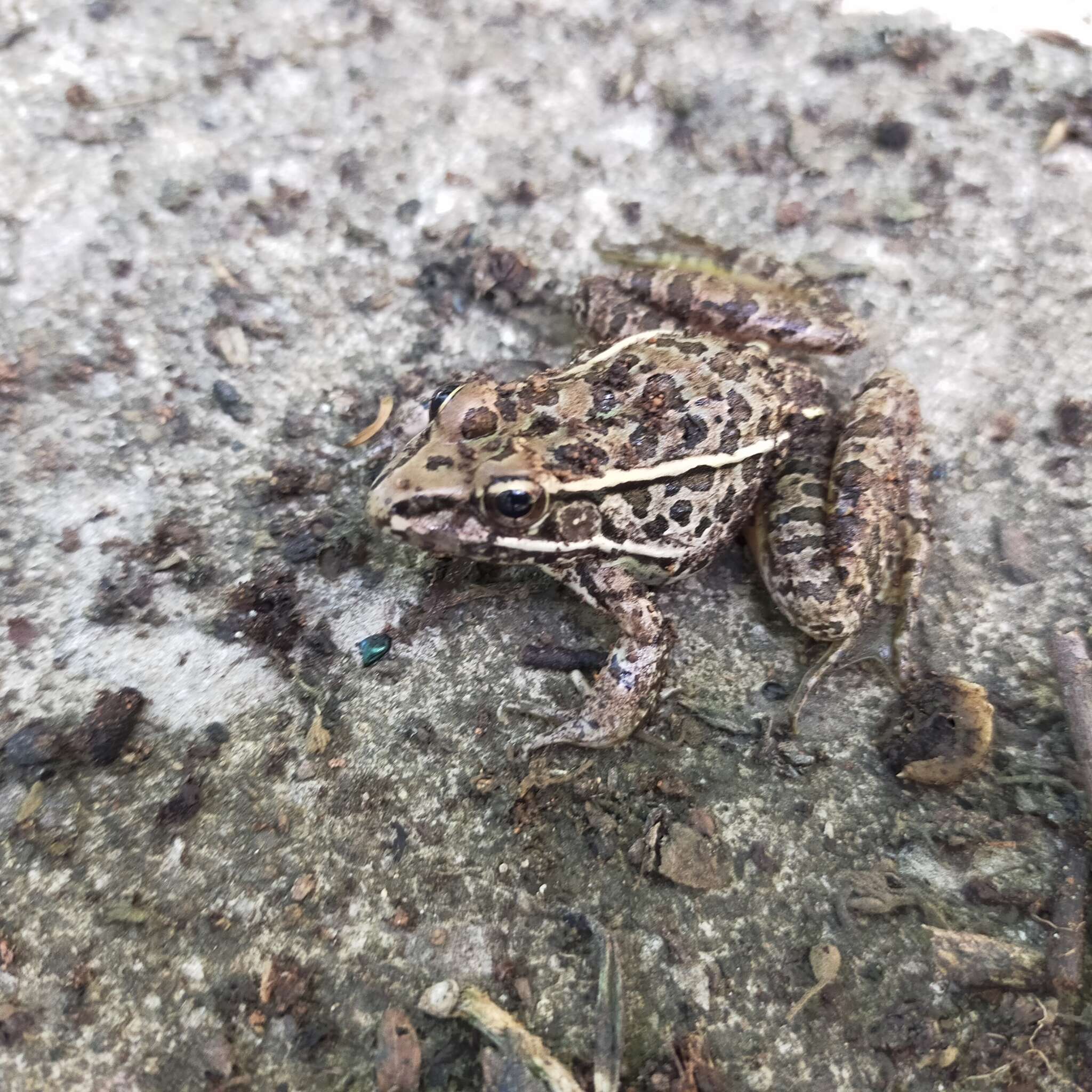 Image of Lithobates magnaocularis (Frost & Bagnara 1974)