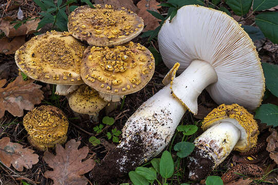 Image of Amanita franchetii (Boud.) Fayod 1889