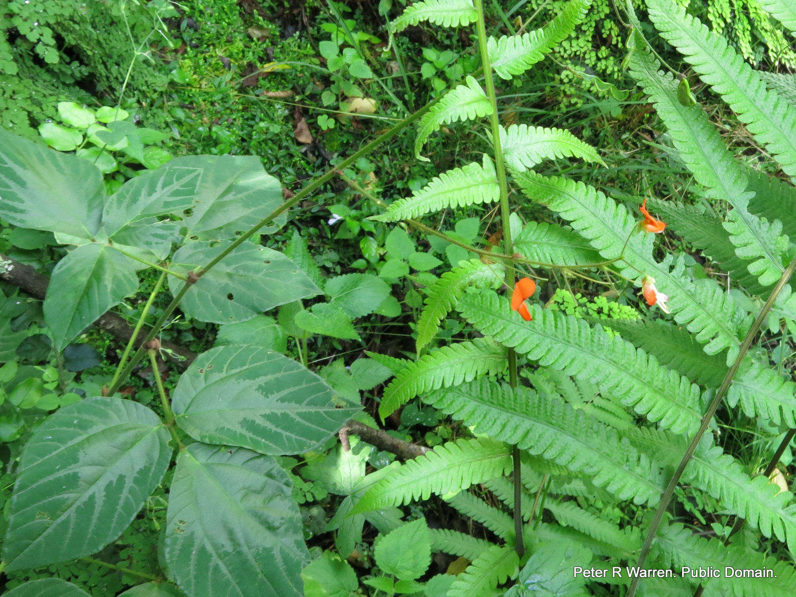 Hylodesmum repandum (Vahl) H. Ohashi & R. R. Mill的圖片