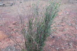 Eremophila latrobei subsp. latrobei的圖片