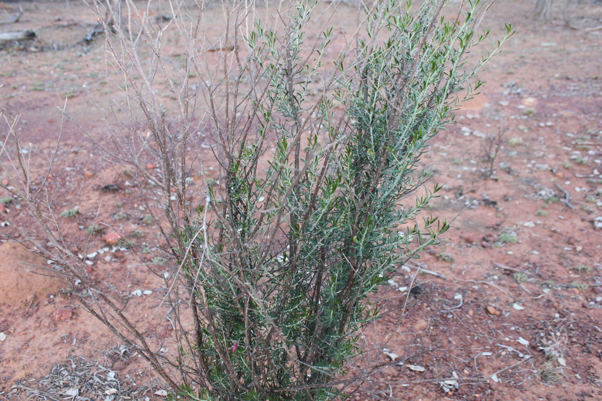 Eremophila latrobei subsp. latrobei的圖片