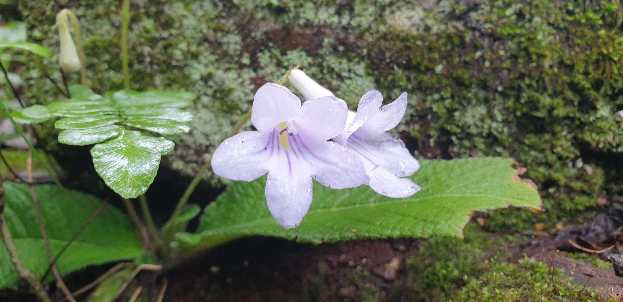 Plancia ëd Streptocarpus cyaneus S. Moore