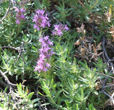 Image of Thymus algeriensis Boiss. & Reut.