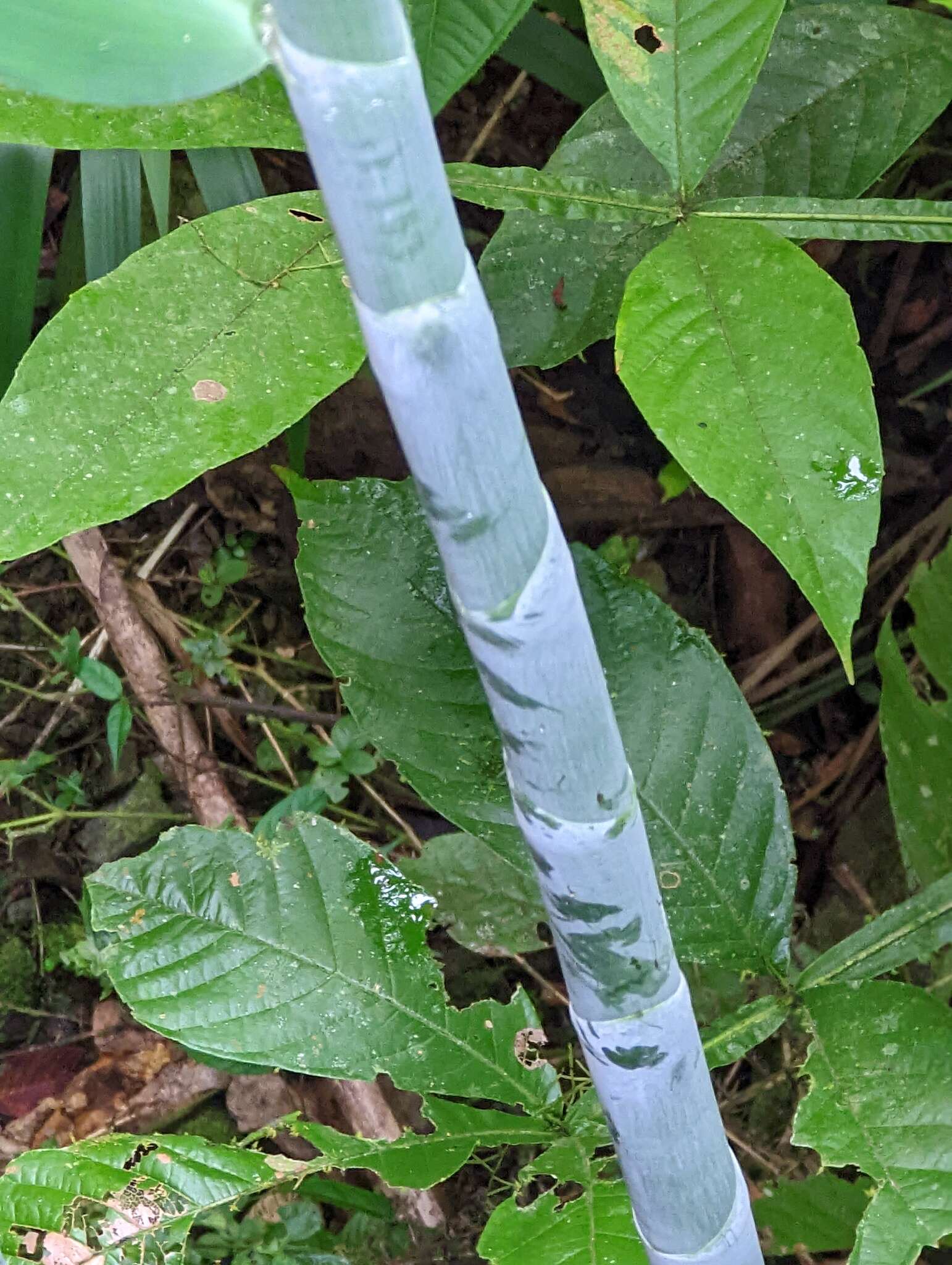 Imagem de Costus glaucus Maas