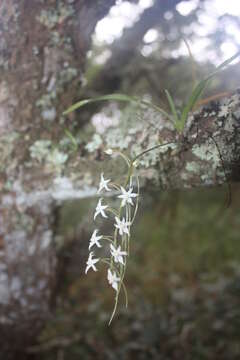 Ypsilopus erectus (P. J. Cribb) P. J. Cribb & J. Stewart的圖片