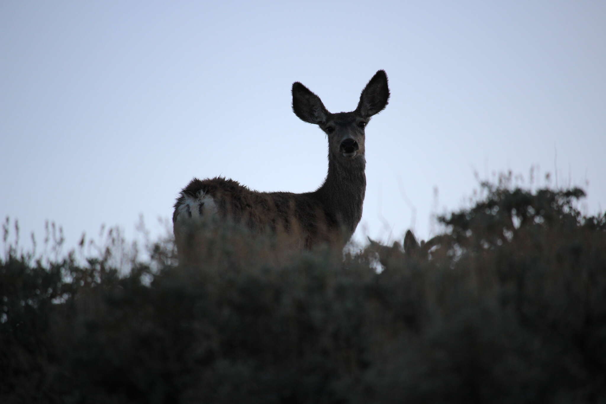 Odocoileus hemionus inyoensis Cowan 1933的圖片