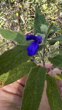 Image of Salvia retinervia Briq.