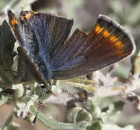 Image of <i>Plebejus fridayi</i>