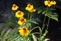 Image of Bigelow's sneezeweed