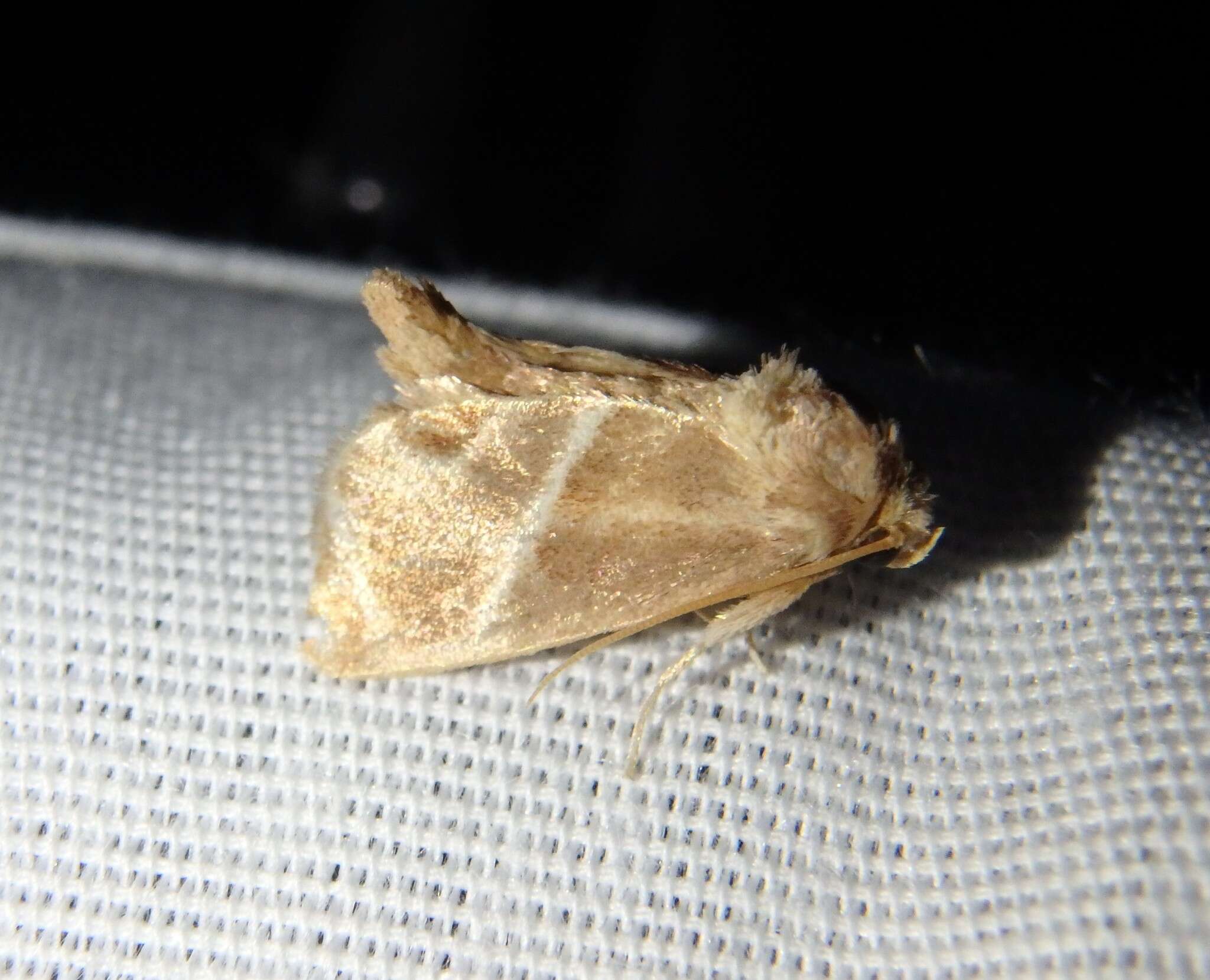 Image of Shagreened Slug Moth