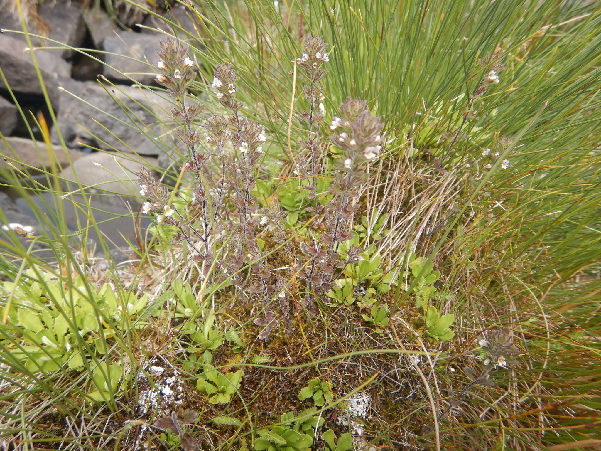 Image of Hudson Bay eyebright