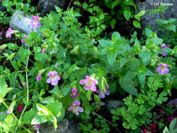 Image of Erythranthe lutea var. variegata (Lodd.) G. L. Nesom