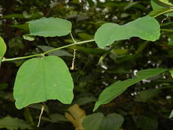 Image of Passiflora micropetala Mast.