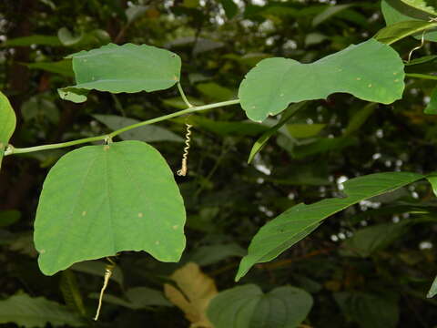 Sivun Passiflora micropetala Mast. kuva