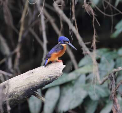 Image of Azure Kingfisher