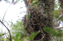 Image of Conchidium japonicum (Maxim.) S. C. Chen & J. J. Wood