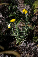 Image of Helichrysum decorum DC.