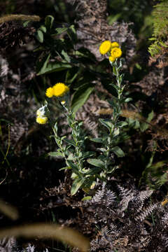 Image de Helichrysum decorum DC.