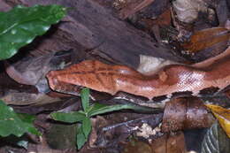 Image of Blood Python