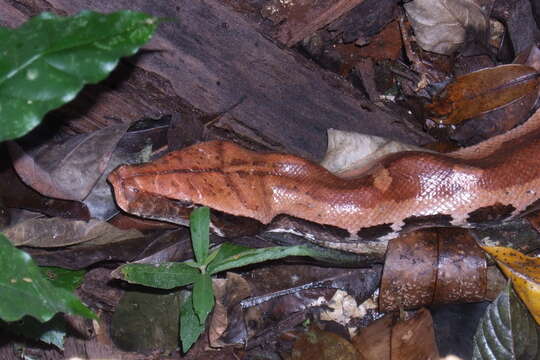 Image of Blood Python