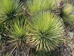 Image of Hedgehog Agave