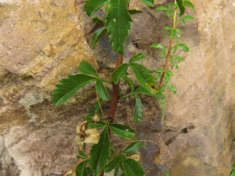 Image of Llagunoa glandulosa (Hook. & Arn.) G. Don