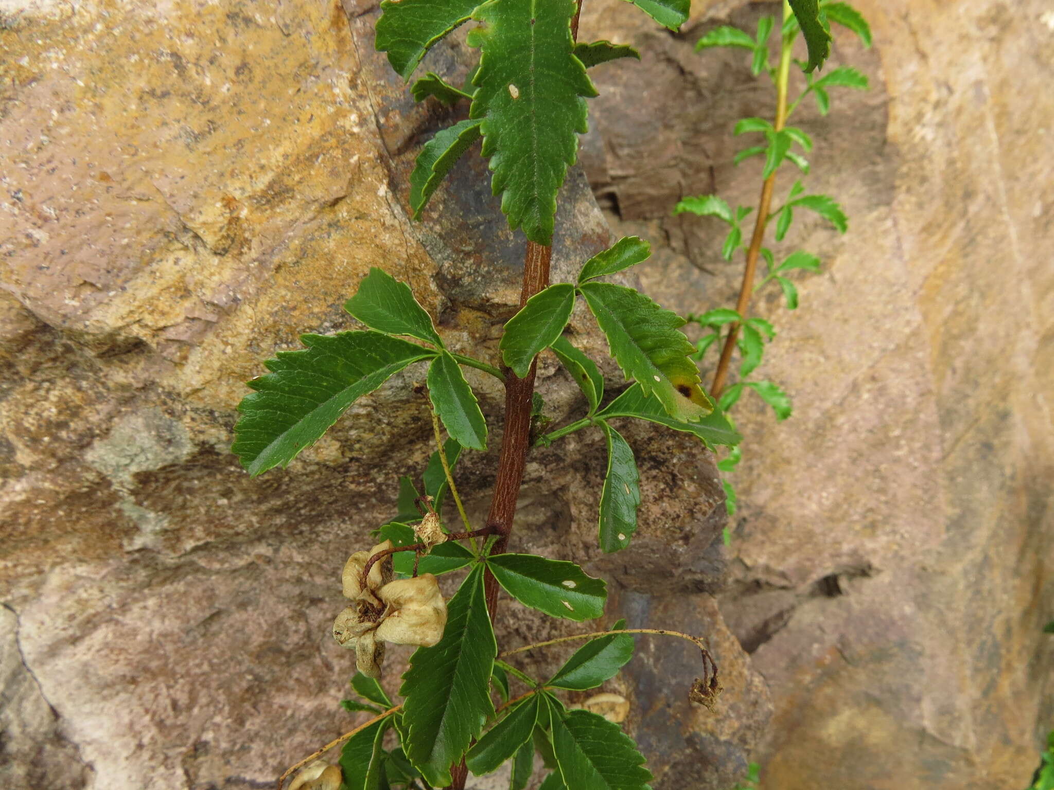 Image of Llagunoa glandulosa (Hook. & Arn.) G. Don