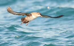 Image of Balearic Shearwater