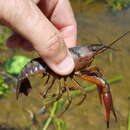 Image of White River Crayfish