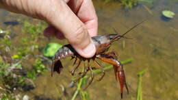 Image of White River Crayfish