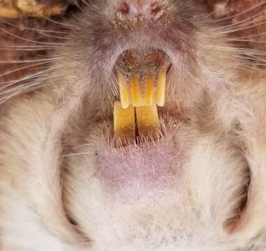 Image of Central Texas Pocket Gopher