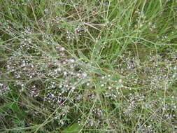 Image of Baby's breath