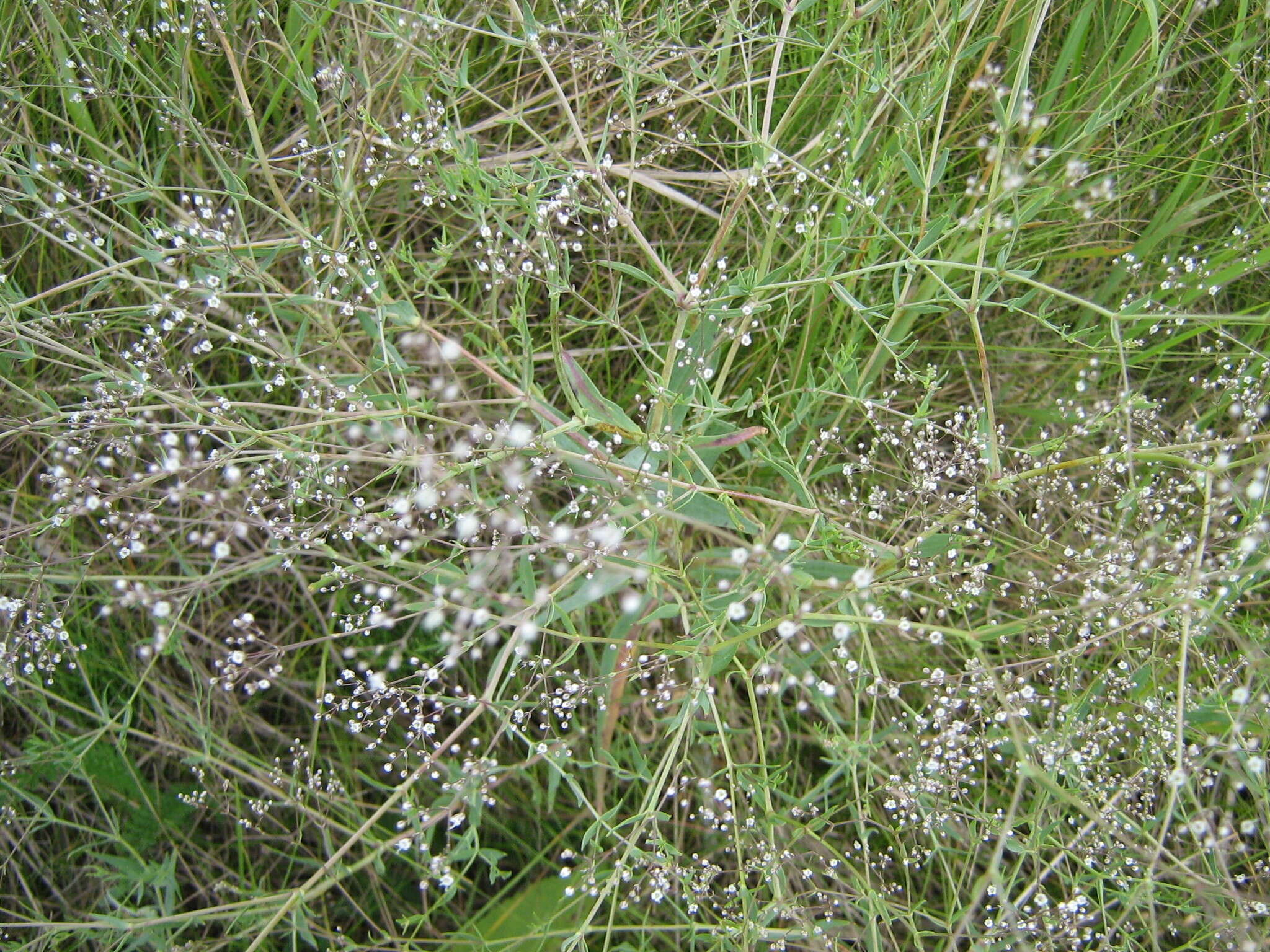 Imagem de Gypsophila paniculata L.