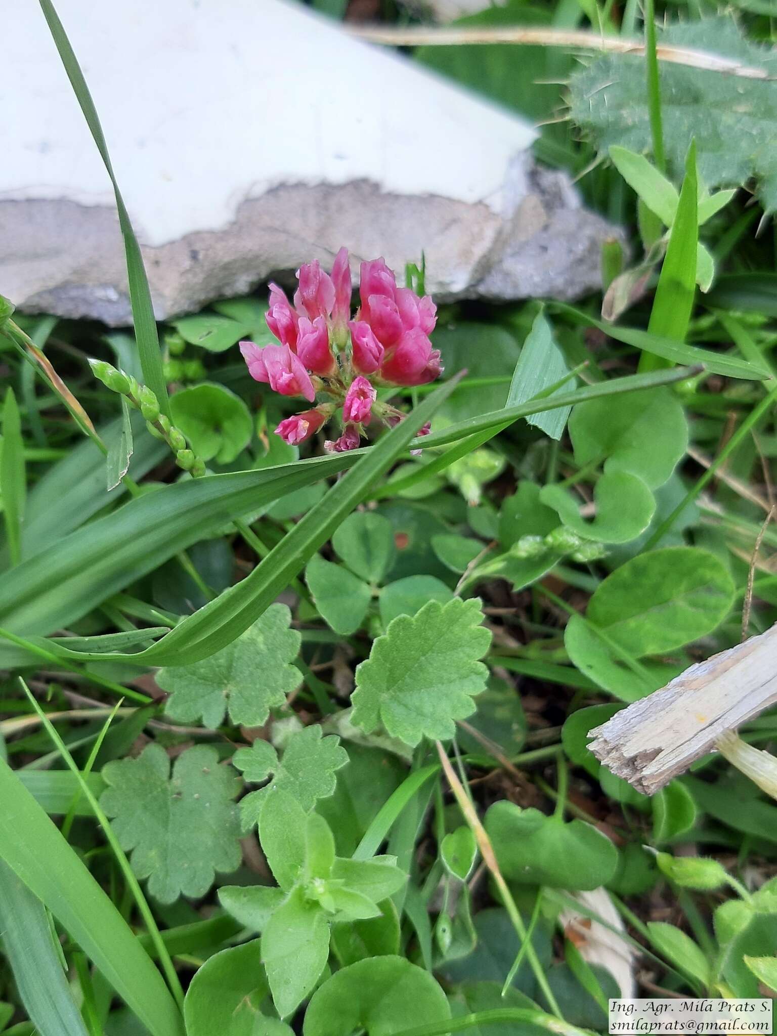 Image of peanut clover