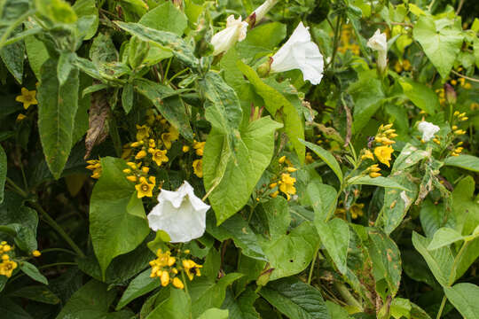 Image of Yellow Loosestrife